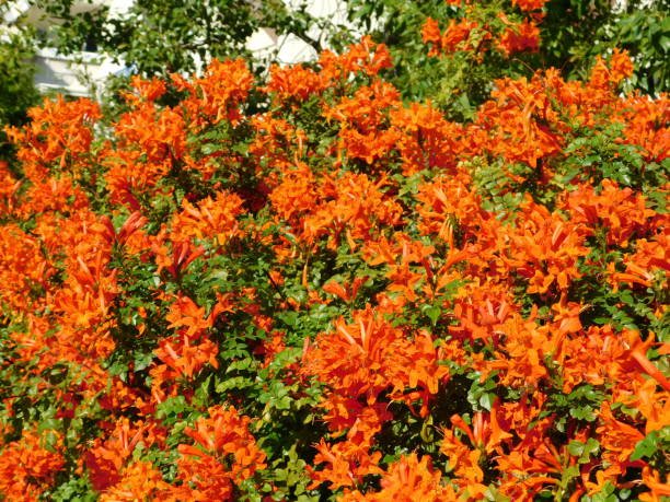 Tecomaria orange